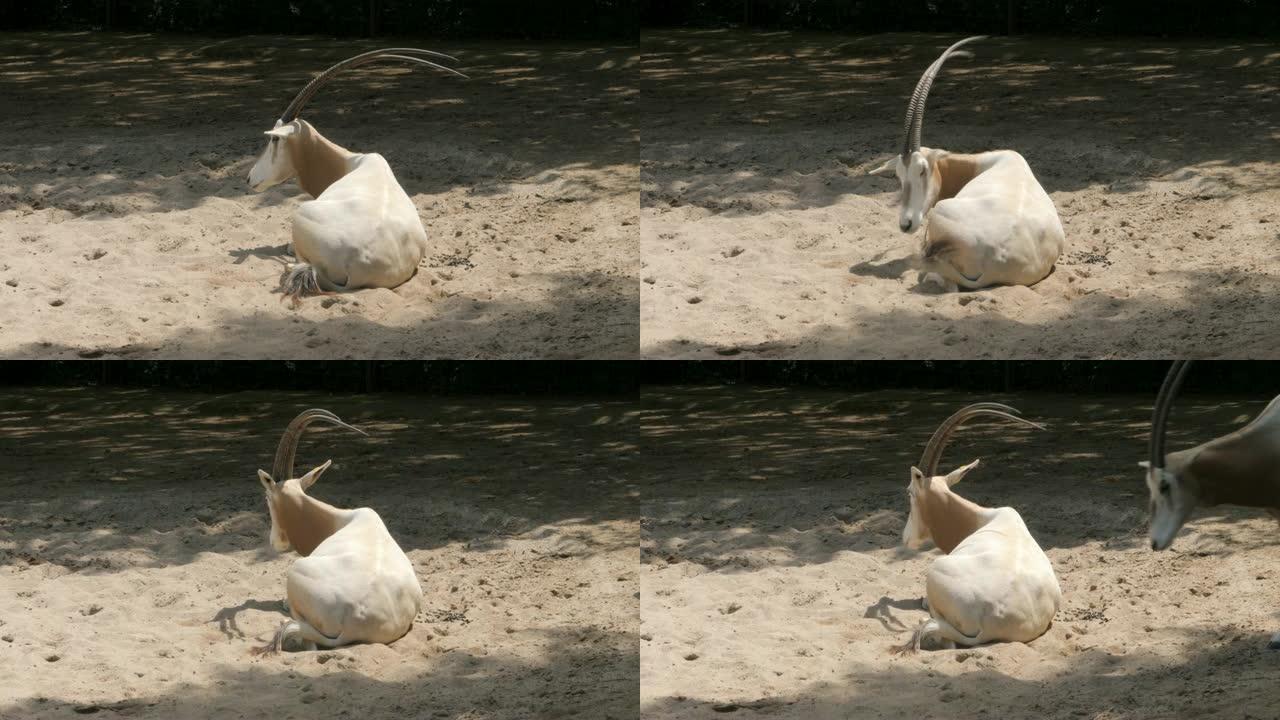 羚羊在沙子里休息