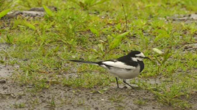 库纳希尔的白w (Motacilla alba lugens)