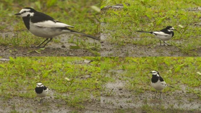 库纳希尔的白w (Motacilla alba lugens)