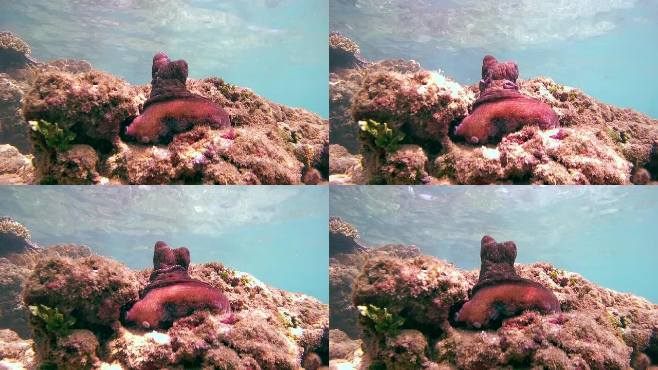 红章鱼 (章鱼cyanea) 坐在岩石上，用触角清洁 (仰视)，印度洋，Hikkaduwa，斯里兰卡
