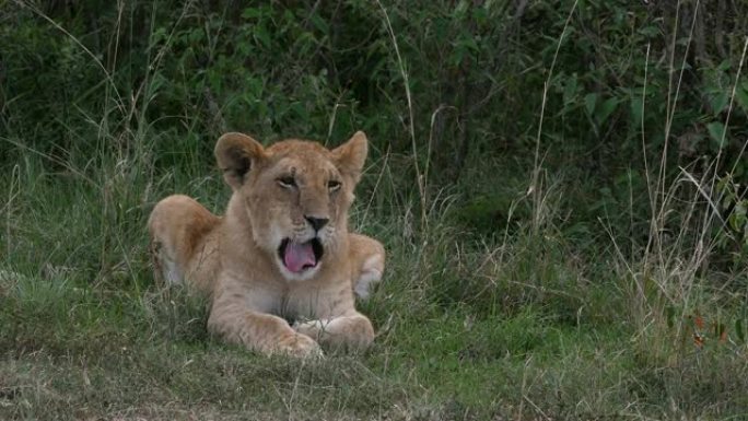 非洲狮子，豹狮子座，幼崽打哈欠，肯尼亚内罗毕公园，实时4K