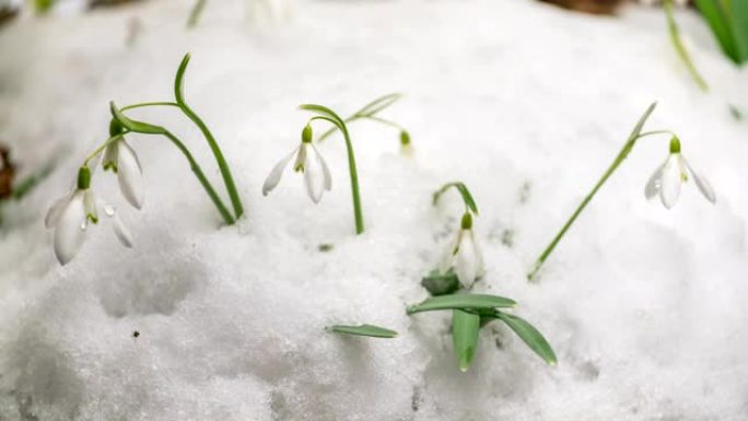 春季快速融化的雪和雪花莲盛开的时间流逝