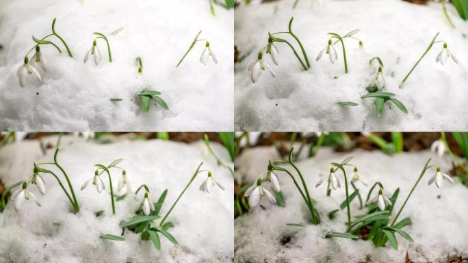 春季快速融化的雪和雪花莲盛开的时间流逝