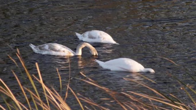 白天鹅和黑水母鸡漂浮在河中，靠近芦苇，水禽，特写