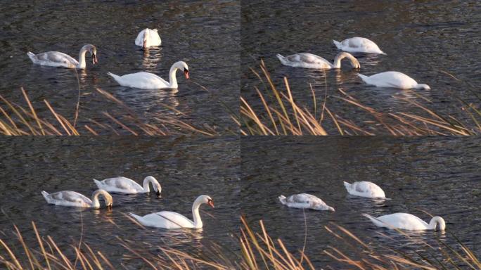 白天鹅和黑水母鸡漂浮在河中，靠近芦苇，水禽，特写