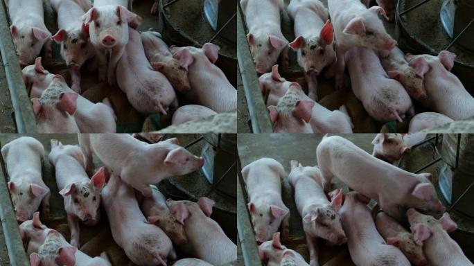 一群幼猪