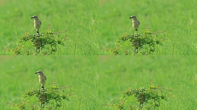 稀有的外来鸟类Isabelline Wheatear栖息在灌木树枝上。