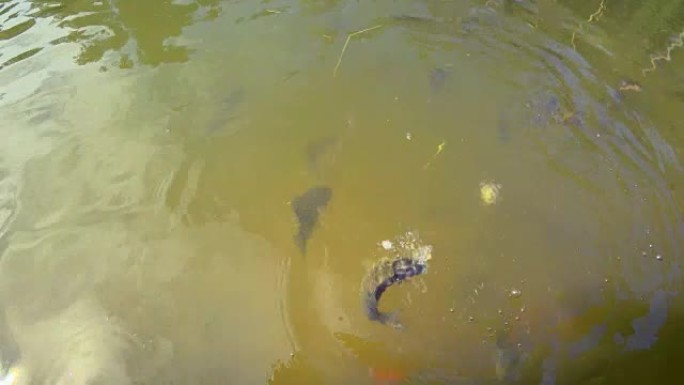 在城市公园的池塘里用面包喂养鲤鱼。许多小鱼在水下活动。