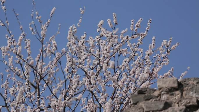 北京明城墙梅花玉兰花空镜