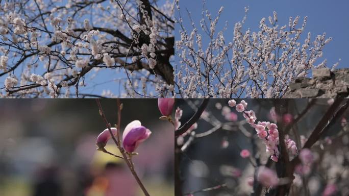 北京明城墙梅花玉兰花空镜