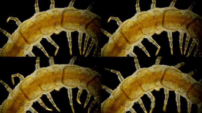 蜈蚣 (Lithobius forfatus)，森林中的捕食者，森林中的捕食者，在显微镜下