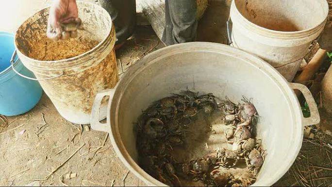 稻田里捉到的泥蟹被捕蟹者扔进桶里
