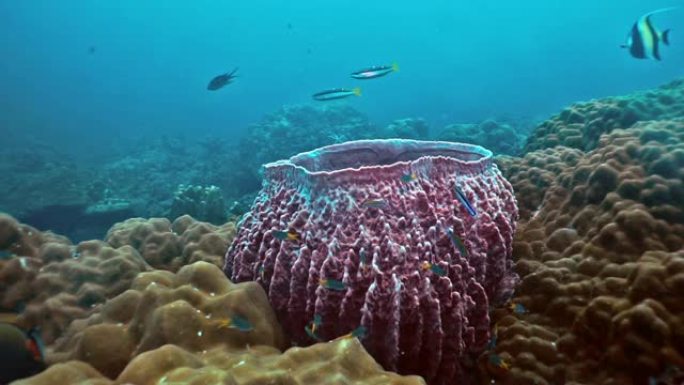珊瑚礁上的水下桶海绵珊瑚 (Xestospongia testudinaria) 碳捕获系统