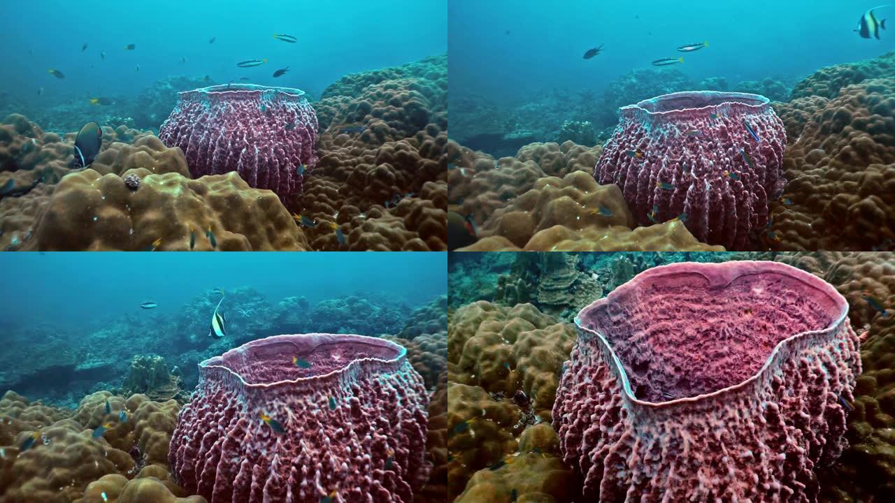 珊瑚礁上的水下桶海绵珊瑚 (Xestospongia testudinaria) 碳捕获系统