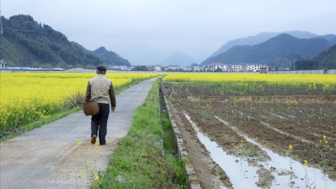 在美丽田园采摘清明草，和邻居一起做清明粿