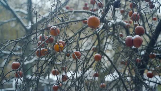 红冻苹果挂在白霜的树上，雪在自然背景下落下。
