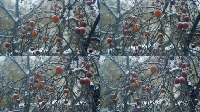 红冻苹果挂在白霜的树上，雪在自然背景下落下。