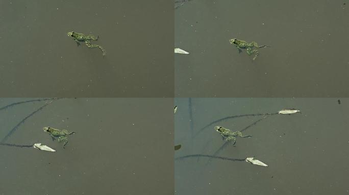 青蛙在池塘里游泳