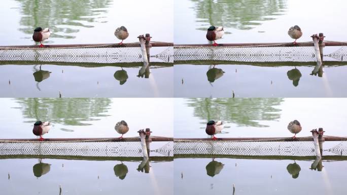两只鸭子在水面护栏休息梳理羽毛