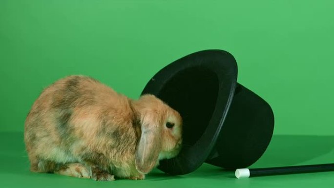 绿色屏幕背景上的棕色兔子，礼帽和魔杖