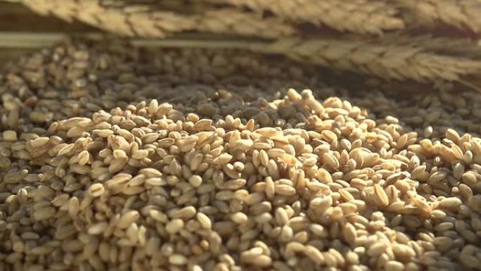 小麦、谷物和面粉的耳朵