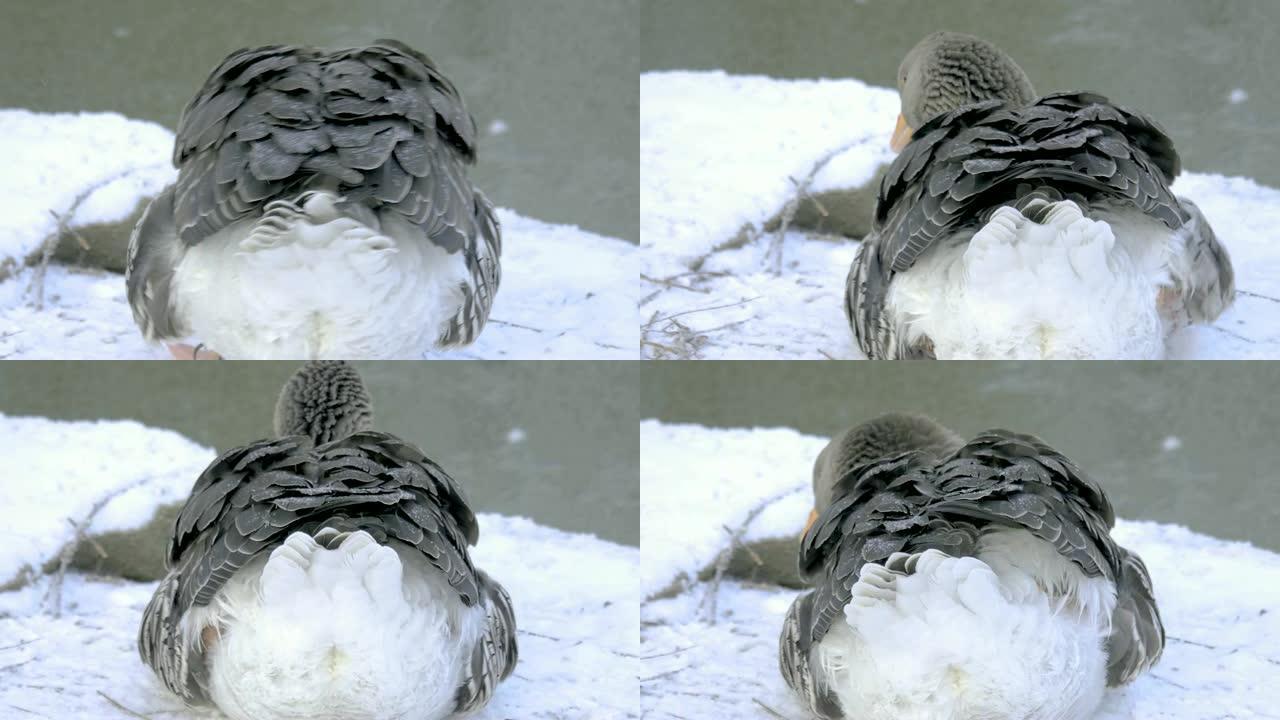 灰鹅坐在雪地里