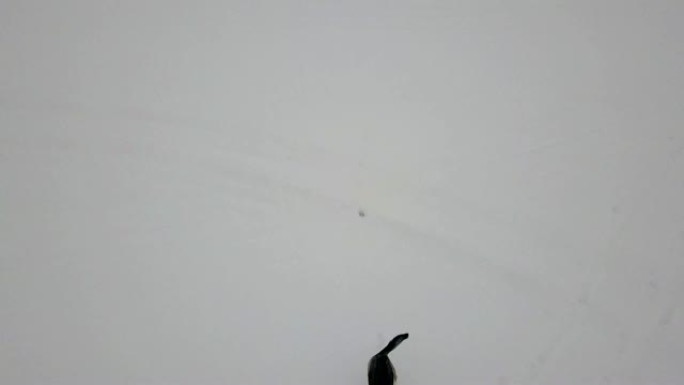 狗吠和极速奔跑扔飞行的无人机，冬天