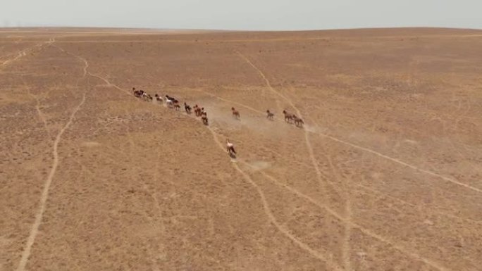 野马穿过哈萨克斯坦干草原。