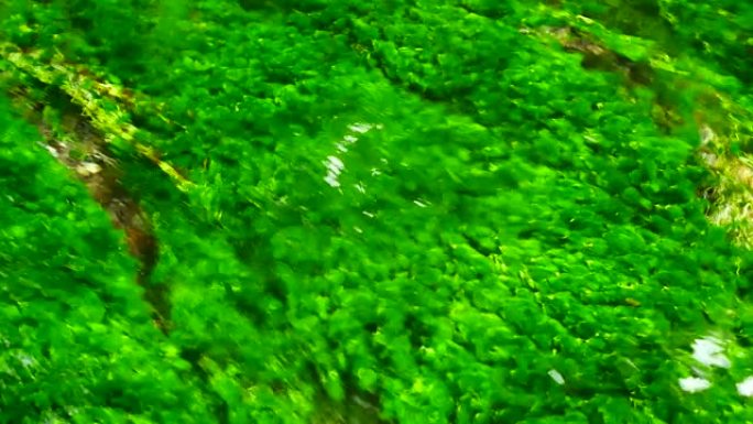 自然和环境视频。池塘中的绿藻清澈，自然从自然和环境的概念中自然流出。