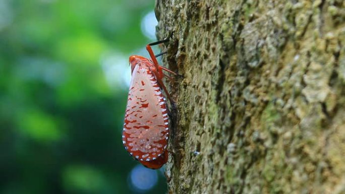 红翼Barkhopper (Aphaena submaculata)