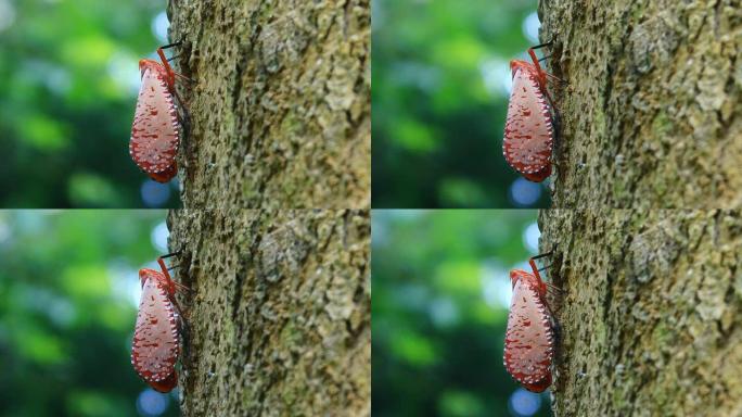 红翼Barkhopper (Aphaena submaculata)
