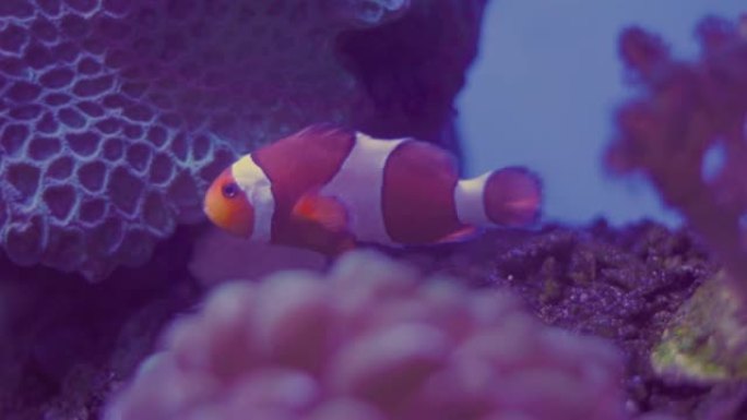 布拉法大学海洋科学研究所鱼缸里美丽的小丑鱼。