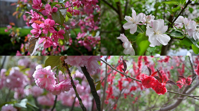 一组海棠花西府海棠樱花桃花的慢动作视频
