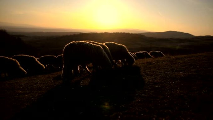 黄昏时在山上放牧的一群绵羊