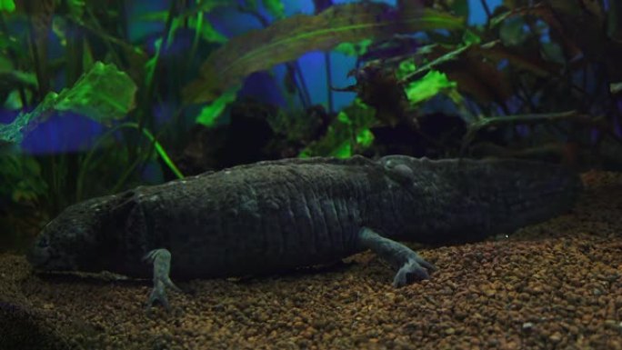 钝口螈，墨西哥蝾螈 (Ambystoma Mexicanum) 或墨西哥步行鱼，水族馆中的成年阶段，