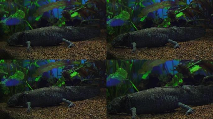 钝口螈，墨西哥蝾螈 (Ambystoma Mexicanum) 或墨西哥步行鱼，水族馆中的成年阶段，