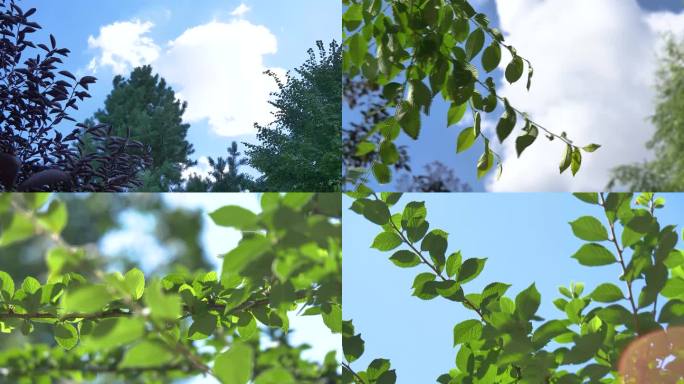 夏天空镜树叶蓝天白云校园风光毕业季