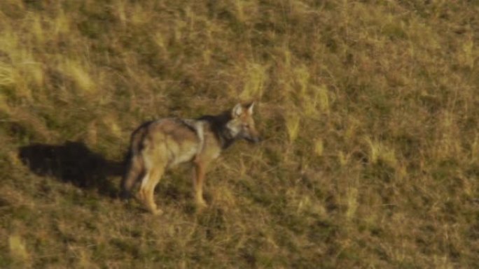 沃尔夫 (犬狼疮) 西高加索
