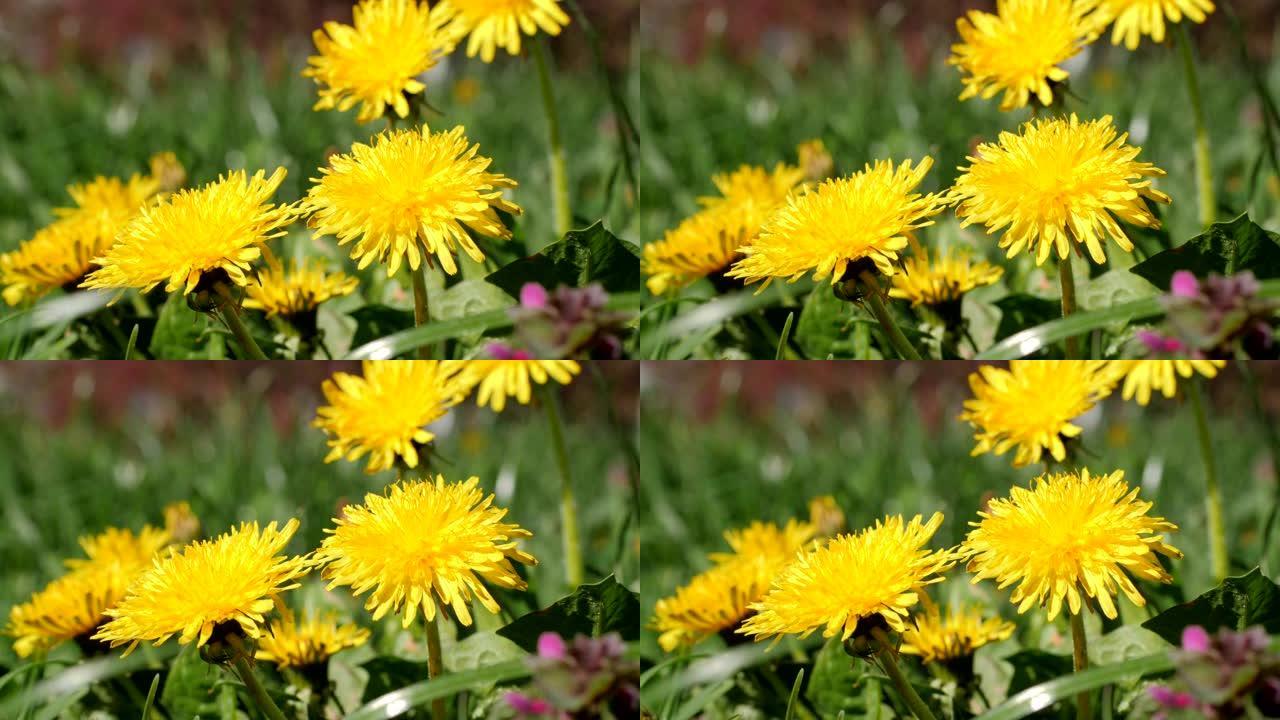 早春艳阳天盛开的蒲公英黄色花朵。60fps拍摄。