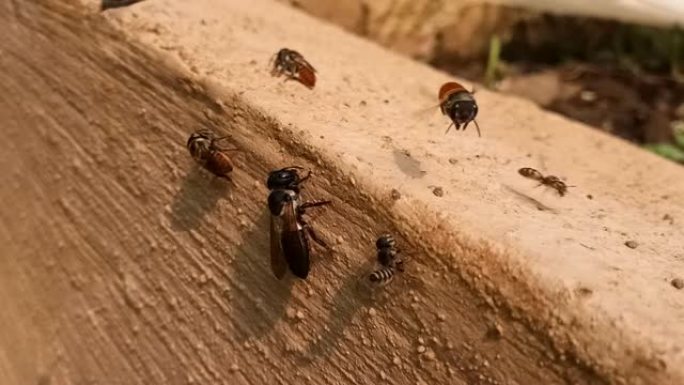 蜜蜂是与黄蜂和蚂蚁密切相关的飞行昆虫