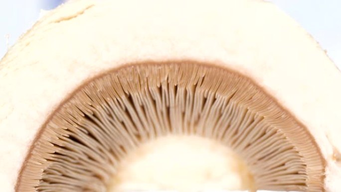 蘑菇头的微距镜头