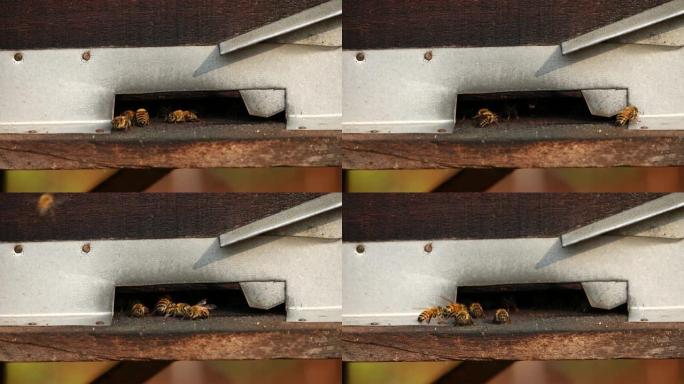 在大叻采集蜂蜜