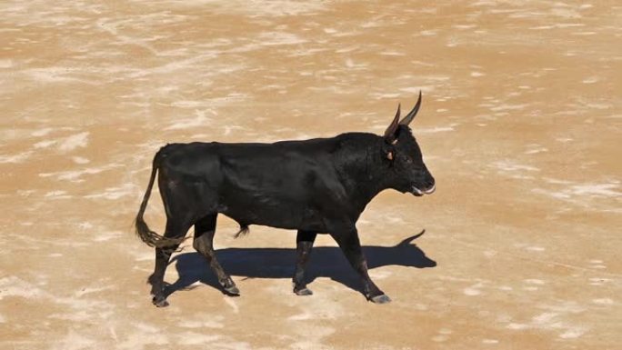 在Camarguaise比赛中，公牛是一项运动，参与者试图捕捉屡获殊荣的属性，该属性固定在名为coc