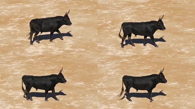 在Camarguaise比赛中，公牛是一项运动，参与者试图捕捉屡获殊荣的属性，该属性固定在名为coc