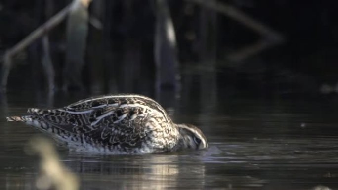 普通鹬 (Gallinago gallinago)