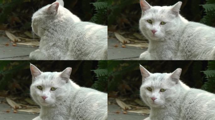 可爱的白色猫咪小憩2