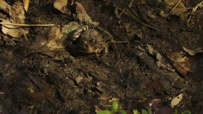 长腿林蛙 (Rana macrocnemis)