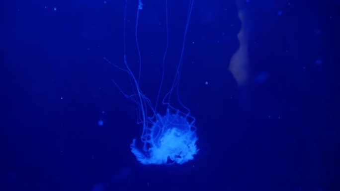 蓝色水族馆彩色水中水母水下视频