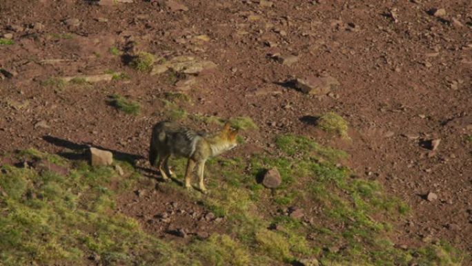 沃尔夫 (犬狼疮) 西高加索