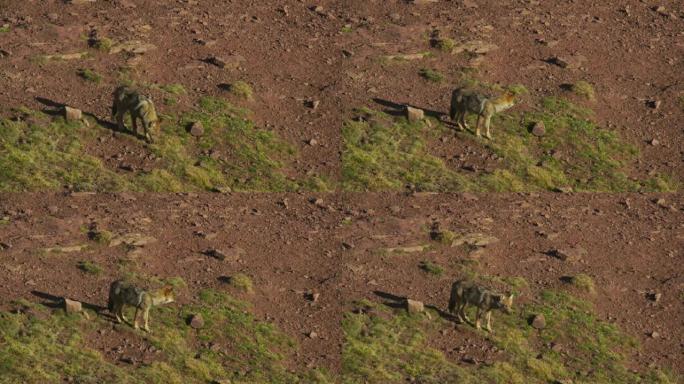 沃尔夫 (犬狼疮) 西高加索